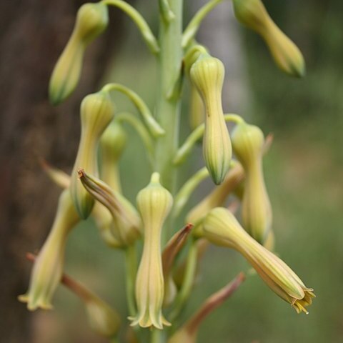 Aloe buettneri unspecified picture