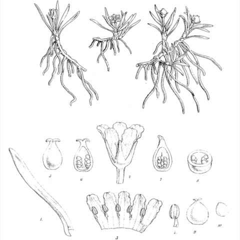 Liparophyllum gunnii unspecified picture