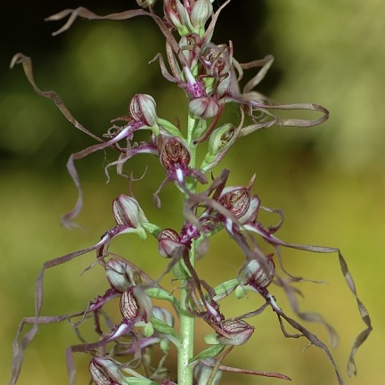 Himantoglossum unspecified picture