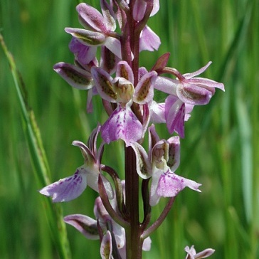 Orchis patens unspecified picture