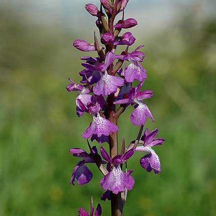 Anacamptis palustris subsp. robusta unspecified picture