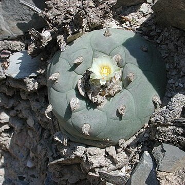 Lophophora diffusa unspecified picture