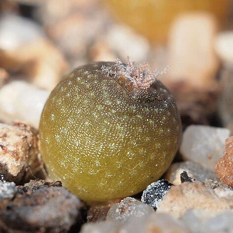 Lophophora fricii unspecified picture