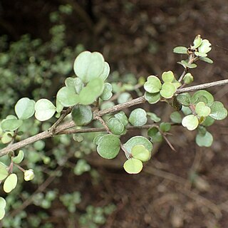 Lophomyrtus obcordata unspecified picture