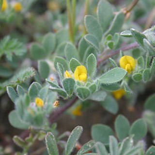 Acmispon brachycarpus unspecified picture