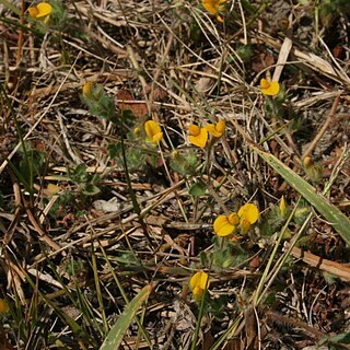 Lotus subbiflorus unspecified picture