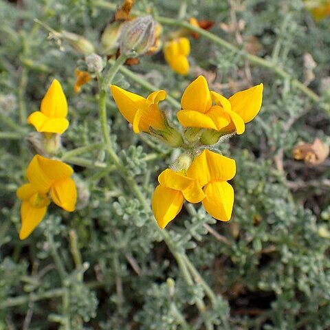 Lotus sessilifolius subsp. sessilifolius unspecified picture