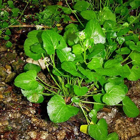 Cochlearia bavarica unspecified picture