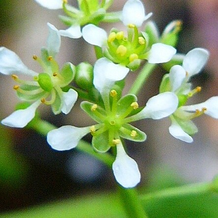 Cochlearia bavarica unspecified picture