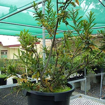 Lomatia tasmanica unspecified picture