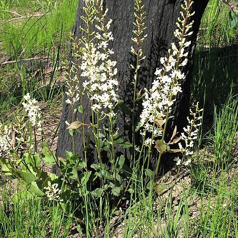 Lomatia ilicifolia unspecified picture