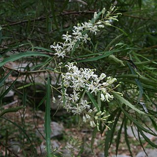 Lomatia myricoides unspecified picture