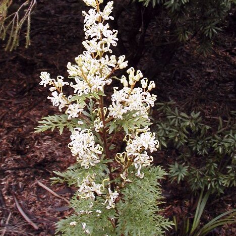 Lomatia silaifolia unspecified picture