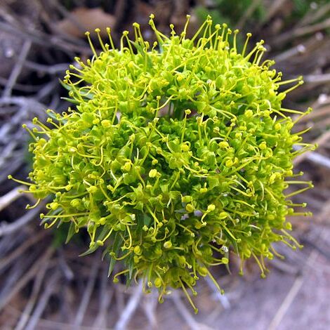 Lomatium parryi unspecified picture