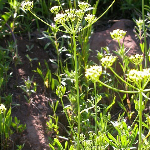 Lomatium ambiguum unspecified picture