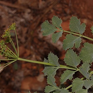 Lomatium howellii unspecified picture