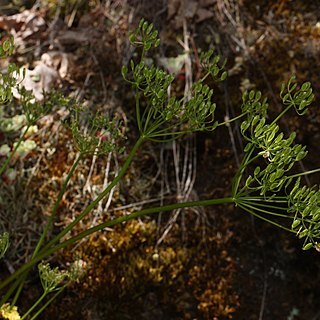 Lomatium hallii unspecified picture