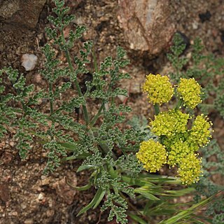 Lomatium mohavense unspecified picture