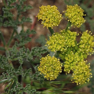 Lomatium mohavense unspecified picture