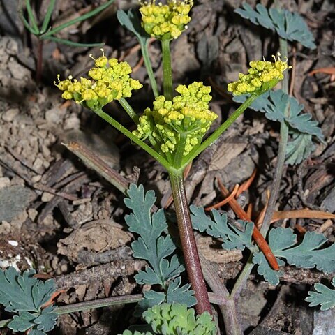 Lomatium martindalei unspecified picture