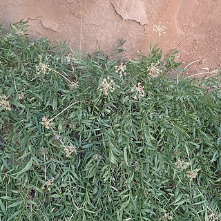 Lomatium latilobum unspecified picture