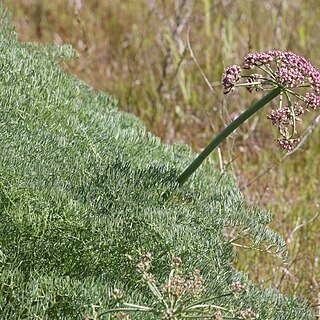 Lomatium columbianum unspecified picture