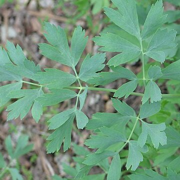 Lomatium californicum unspecified picture