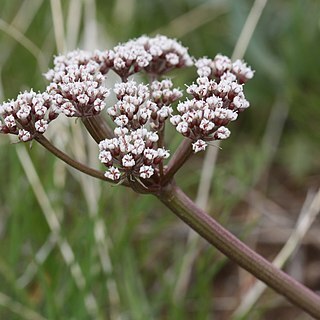 Lomatium canbyi unspecified picture