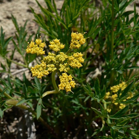 Lomatium brandegeei unspecified picture