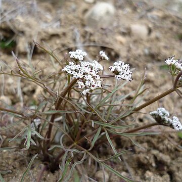 Lomatium geyeri unspecified picture