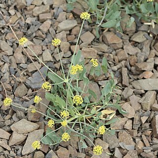 Lomatium nudicaule unspecified picture