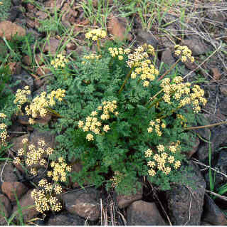 Lomatium salmoniflorum unspecified picture