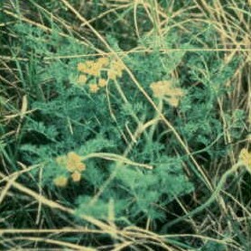 Lomatium foeniculaceum unspecified picture