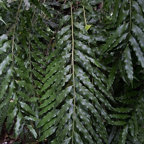 Lomariopsis kunzeana unspecified picture