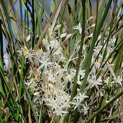 Lomandra effusa unspecified picture