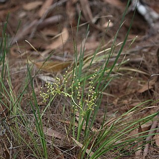 Lomandra laxa unspecified picture