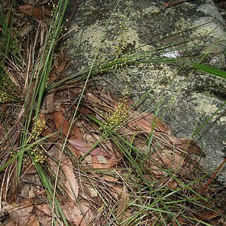 Lomandra gracilis unspecified picture