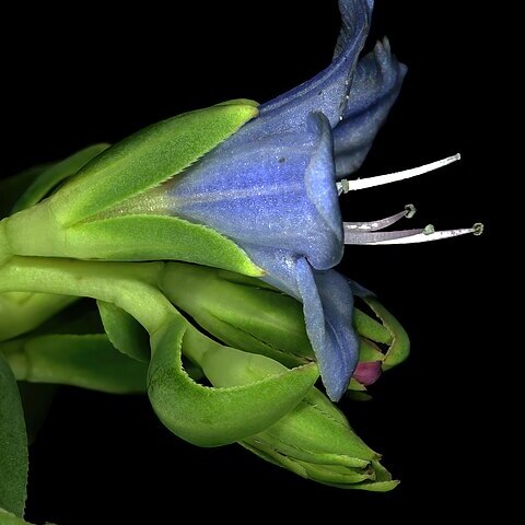 Lobostemon glaucophyllus unspecified picture