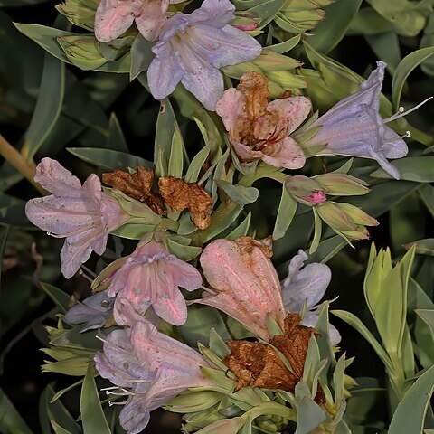 Lobostemon glaucophyllus unspecified picture