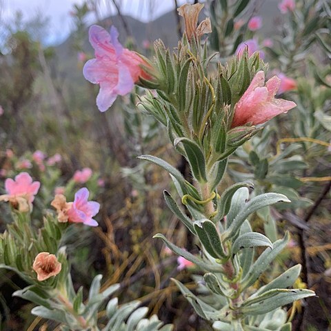 Lobostemon curvifolius unspecified picture