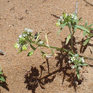 Lobularia libyca unspecified picture