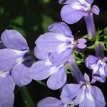 Lobelia elongata unspecified picture