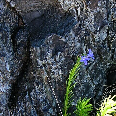 Lobelia pinifolia unspecified picture