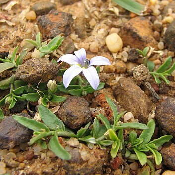 Lobelia pratioides unspecified picture