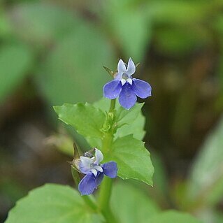 Lobelia alsinoides unspecified picture