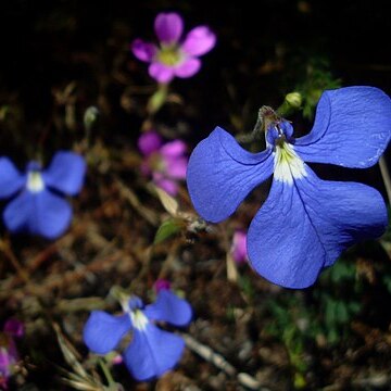 Lobelia tenuior unspecified picture