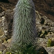 Lobelia telekii unspecified picture