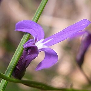 Lobelia dentata unspecified picture