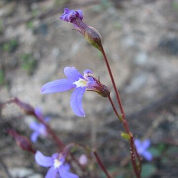 Lobelia rhombifolia unspecified picture