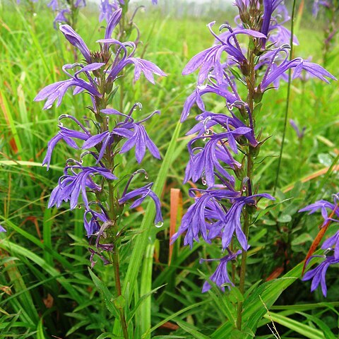 Lobelia sessilifolia unspecified picture